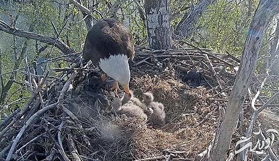 تصاویر منتخب حیات وحش در یک هفته تصاویر منتخب حیات وحش در یک هفته